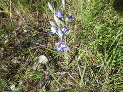 Thelymitra megcalyptra