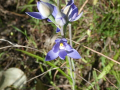 Thelymitra megcalyptra