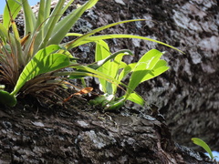 Prosthechea boothiana