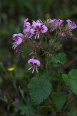 Pelargonium cordifolium