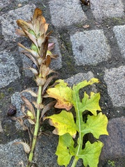 Acanthus mollis