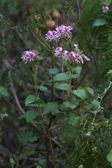 Pelargonium cordifolium
