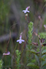 Lobelia neglecta
