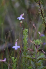 Lobelia neglecta