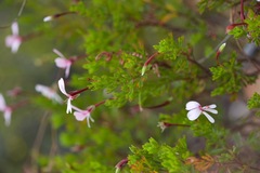 Pelargonium ternatum