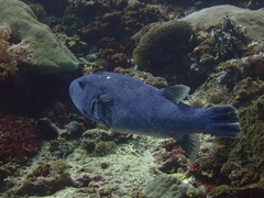 Arothron caeruleopunctatus