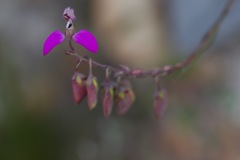 Polygala bracteolata