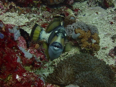 Balistoides viridescens