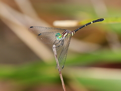 Nannophlebia eludens