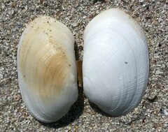 Venerupis galactites