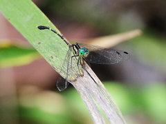 Nannophlebia eludens