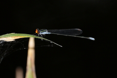 Pseudagrion ignifer