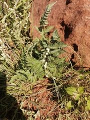 Cheilanthes eckloniana