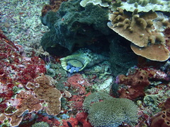 Charonia tritonis