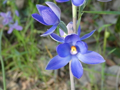 Thelymitra megcalyptra