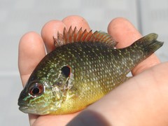 Lepomis peltastes