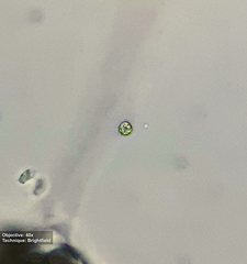 Chlorophyta