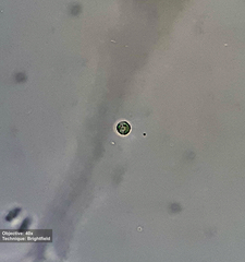 Chlorophyta