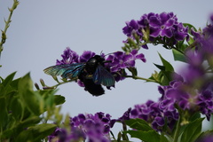 Xylocopa nasalis