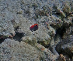 Pomacentrus bankanensis