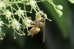 Vespa bicolor