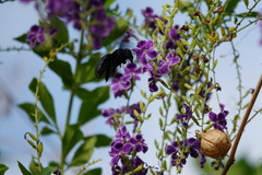 Xylocopa nasalis