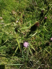 Cirsium vulgare