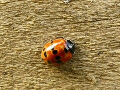 Coccinellidae