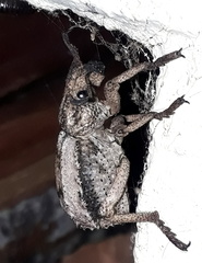 Brachycerus