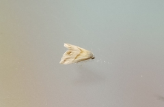 Eublemma cochylioides