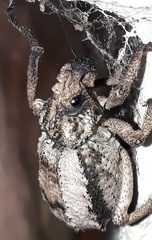 Brachycerus