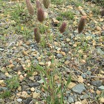 Fingerhuthia africana