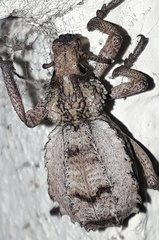 Brachycerus
