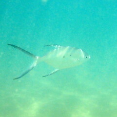 Trachinotus baillonii