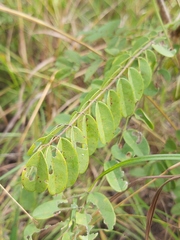 Dalbergia arbutifolia image