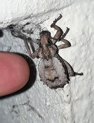 Brachycerus