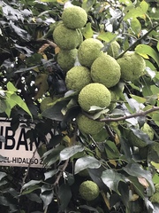 Maclura pomifera