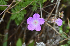 Geranium incanum