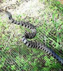 Natrix helvetica sicula