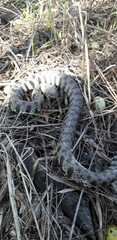 Natrix helvetica sicula
