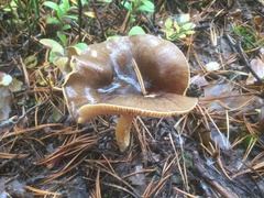 Hygrophorus hypothejus