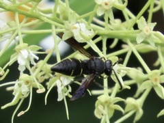 Anterhynchium flavomarginatum