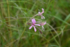 Pelargonium alchemilloides