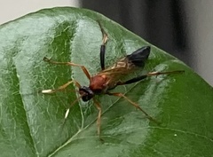 Ctenochares bicolorus