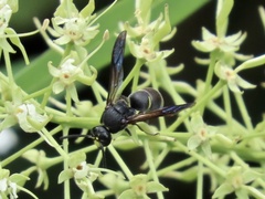 Anterhynchium flavomarginatum