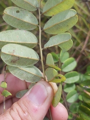 Dalbergia arbutifolia image