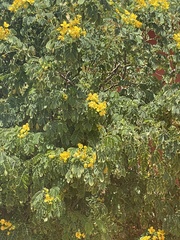 Senna