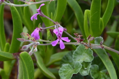 Pelargonium reniforme