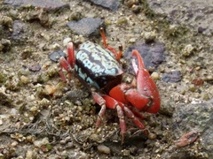 Paraleptuca splendida