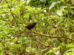 Anthornis melanura melanura
